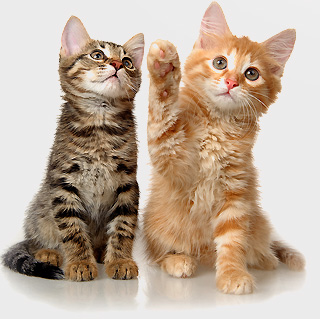 CATS